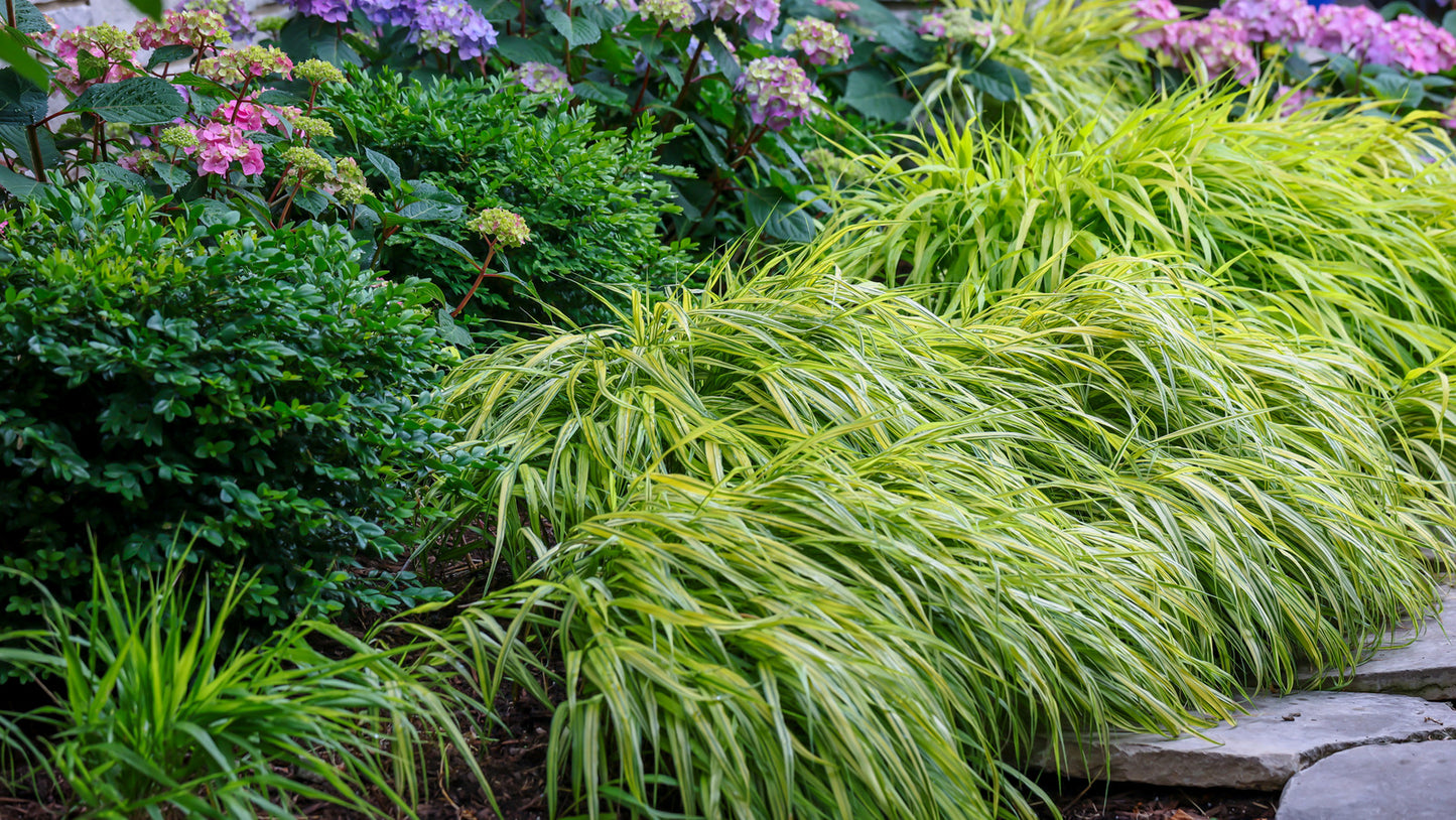 Hakonė didžioji (Hakonechloa macra) 'Aureola'