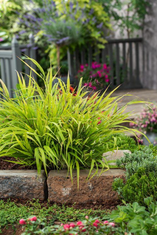 Hakonė didžioji (Hakonechloa macra) 'Beni Kaze'