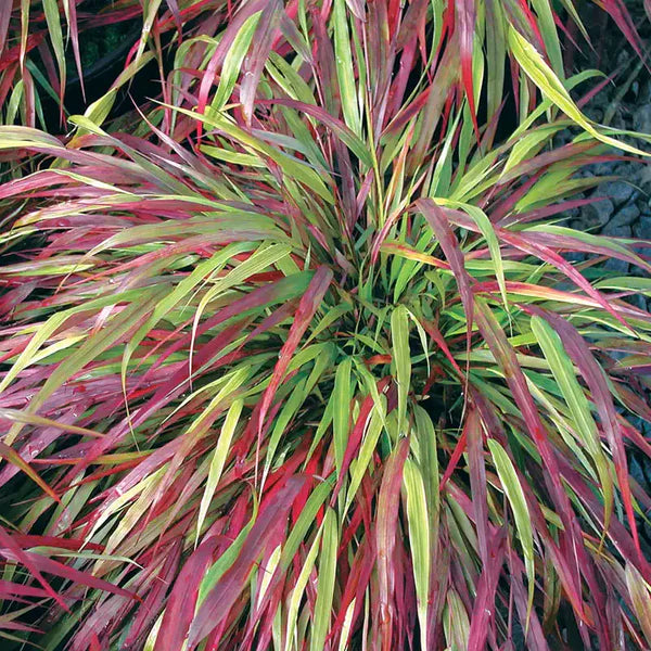 Hakonė didžioji (Hakonechloa macra) 'Beni Kaze'