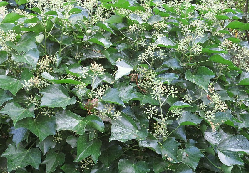 Gebenė lipikė (Hedera helix) 'Arborescens'
