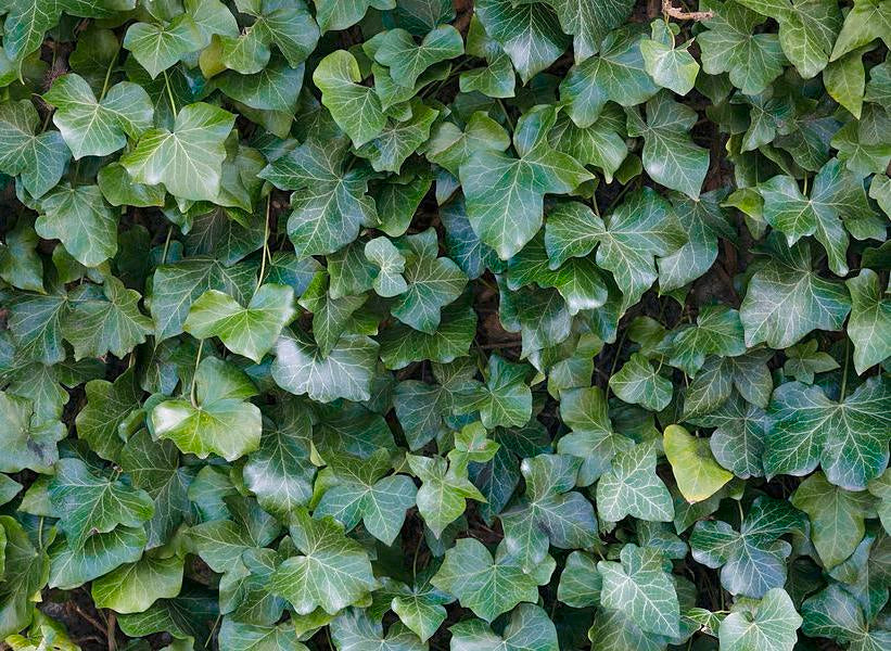Gebenė atlantinė (Hedera hibernica)