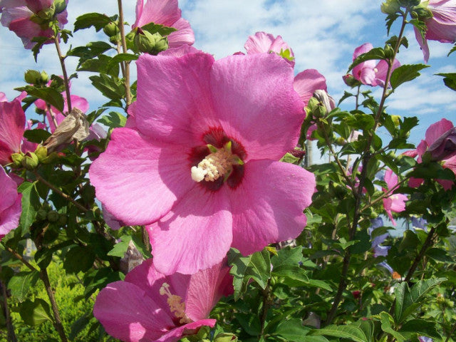 Kinrožė sirinė (Hibiscus syriacus) 'Pink Giant'
