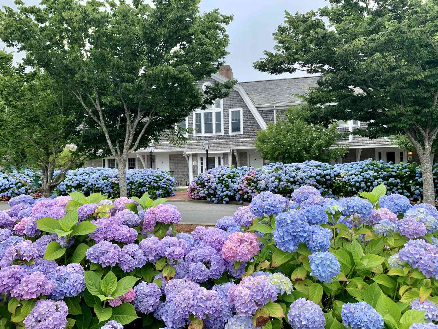 Hortenzija didžialapė (Hydrangea macrophylla) 'Early Blue'