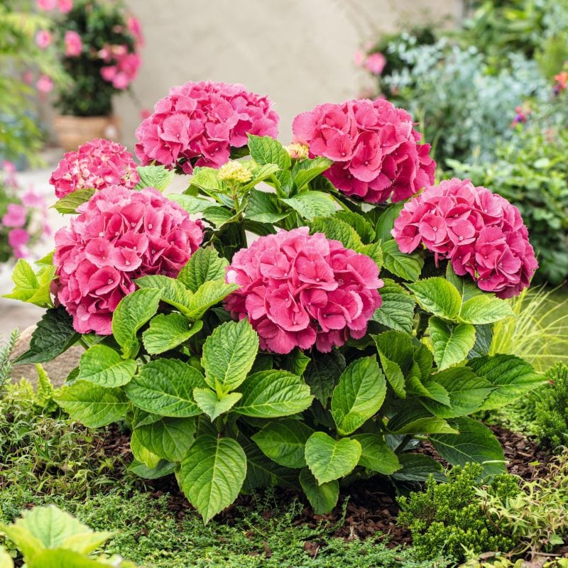 Hortenzija didžialapė (Hydrangea macrophylla) 'Hot Red'