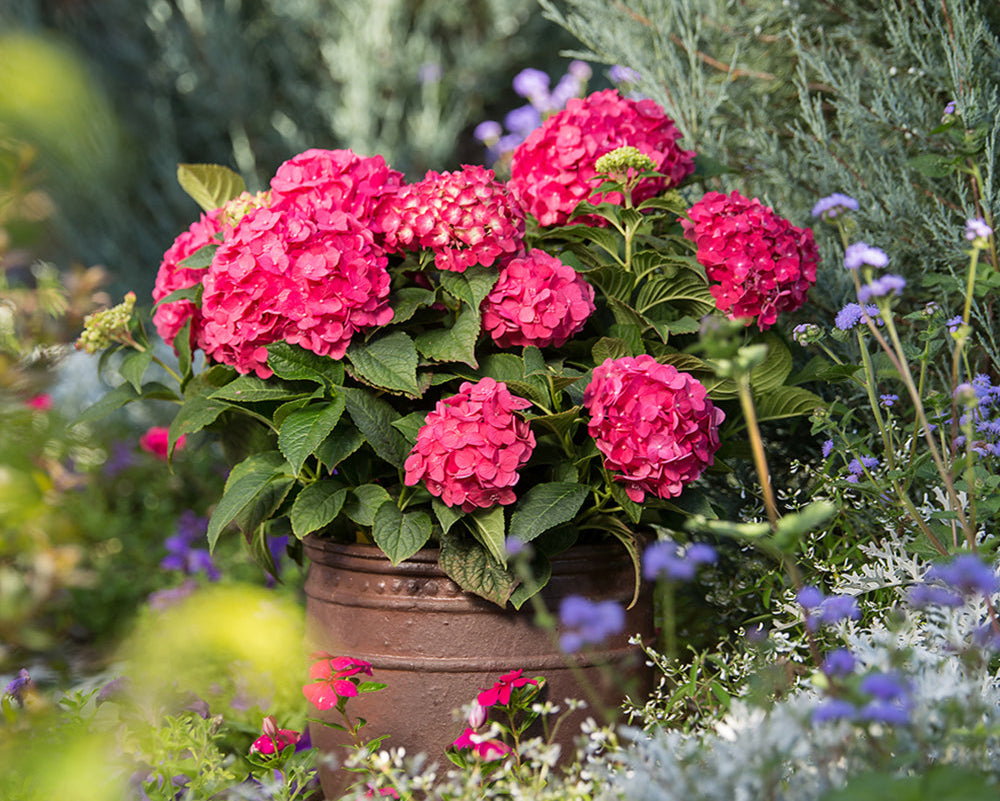 Hortenzija didžialapė (Hydrangea macrophylla) 'Hot Red'