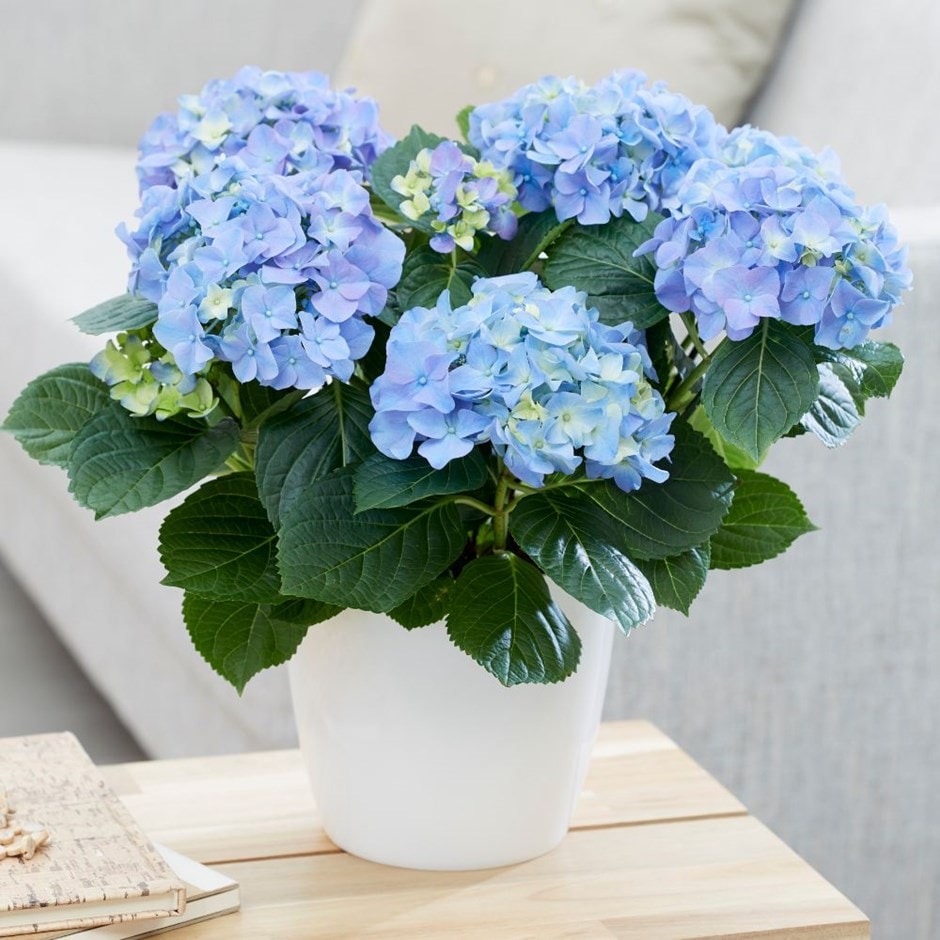 Hortenzija didžialapė (Hydrangea macrophylla) 'Jip Blue'