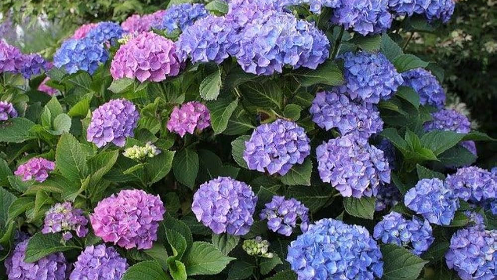 Hortenzija didžialapė (Hydrangea macrophylla) 'Jip Blue'