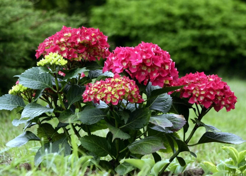 Hortenzija didžialapė (Hydrangea macrophylla) 'Royal Red'