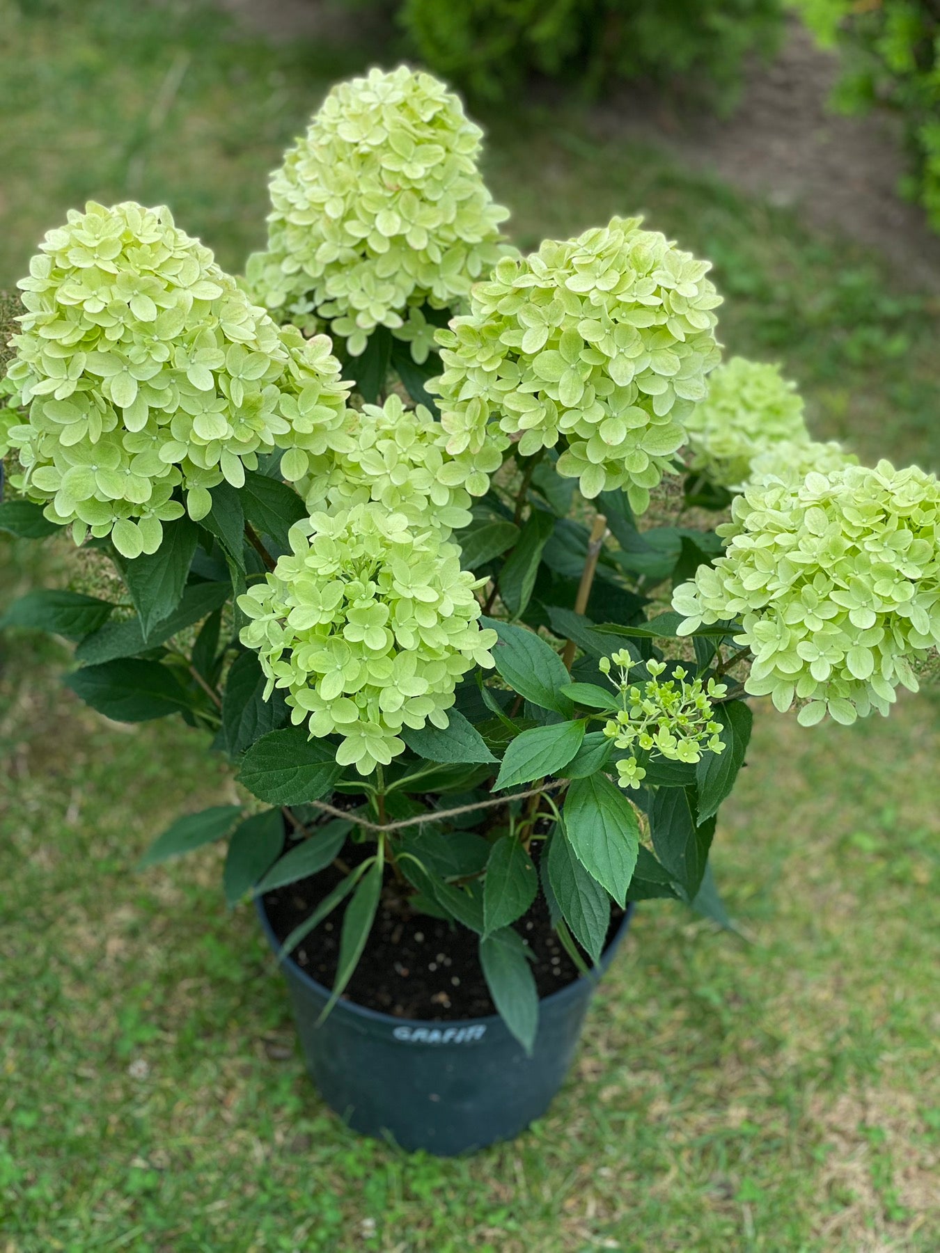 Hortenzija šluotelinė (Hydrangea paniculata) 'Graffiti'