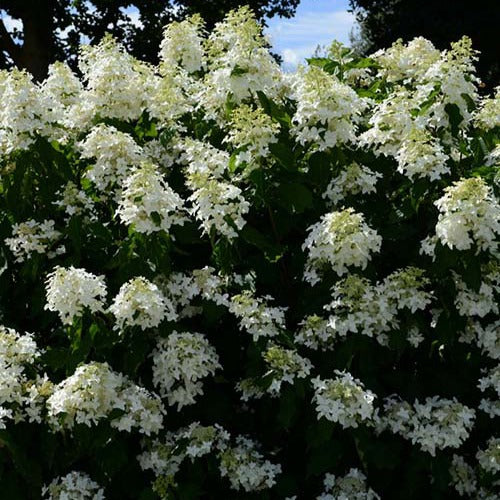 Hortenzija šluotelinė (Hydrangea paniculata) 'Great Star'
