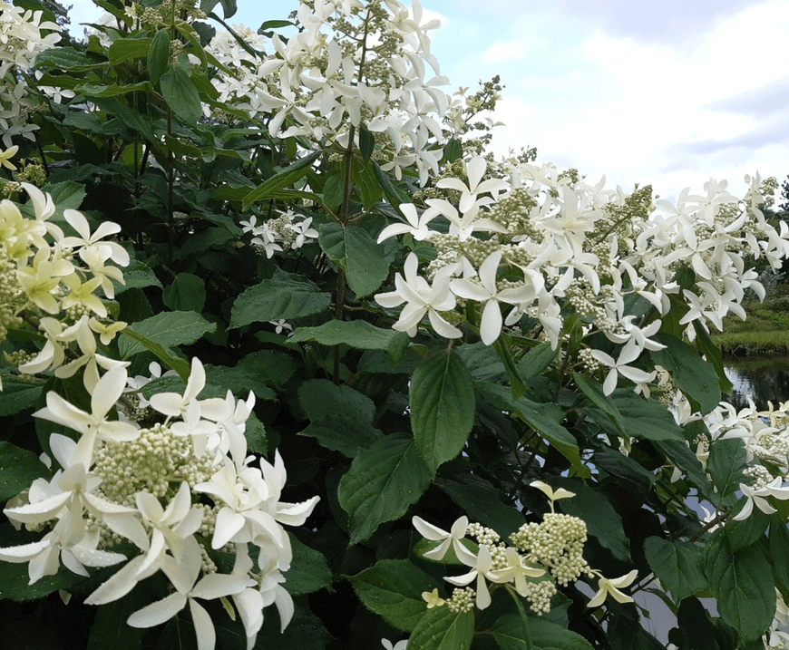 Hortenzija šluotelinė (Hydrangea paniculata) 'Great Star'