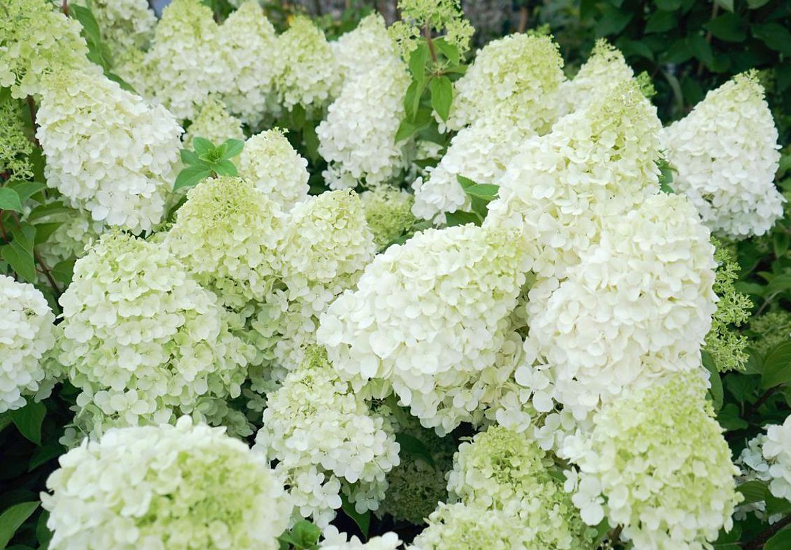 Hortenzija šluotelinė (Hydrangea paniculata) 'Polar Bear'