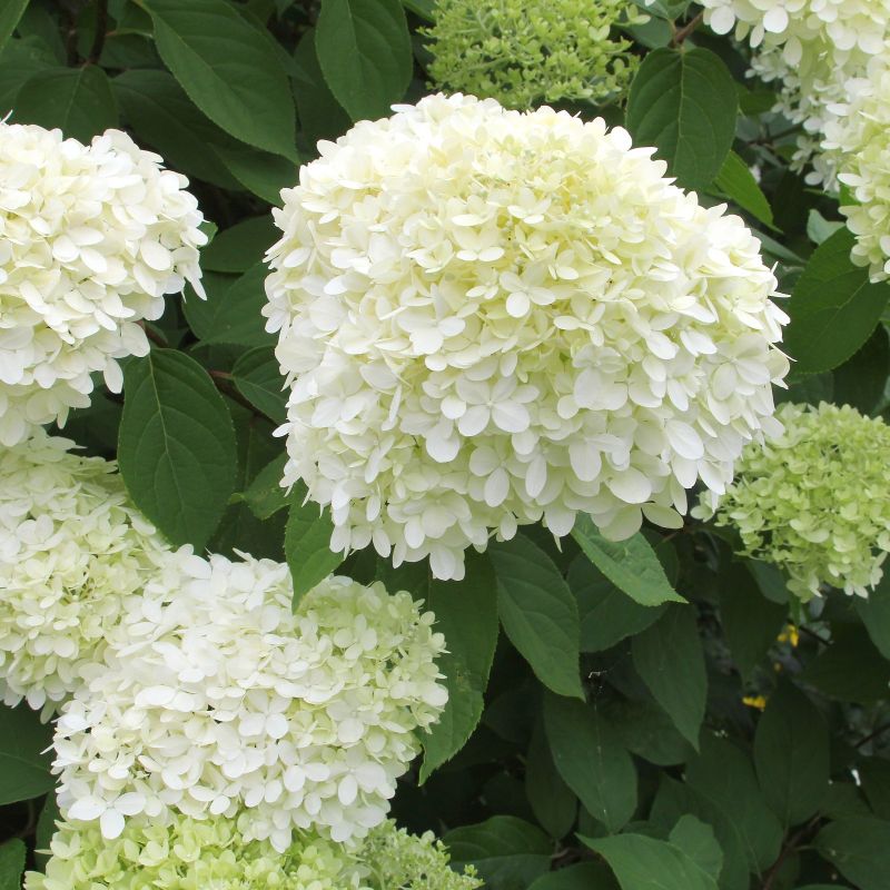 Hortenzija šluotelinė (Hydrangea paniculata) 'White Light'
