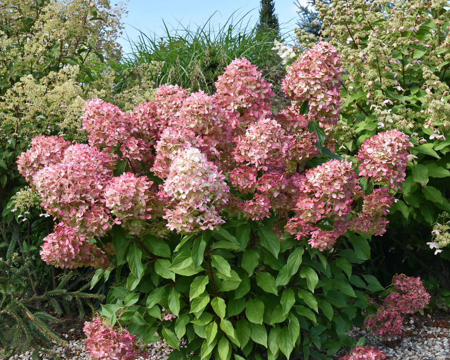 Hortenzija šluotelinė (Hydrangea paniculata) 'Graffiti'