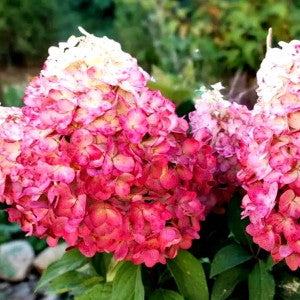 Hortenzija šluotelinė (Hydrangea paniculata) 'Magical Mount Malinche’