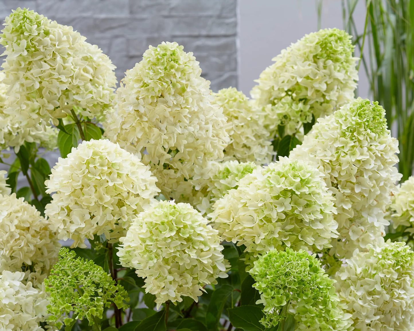 Stiebinė hortenzija šluotelinė (Hydrangea paniculata) 'Skyfall' Pa