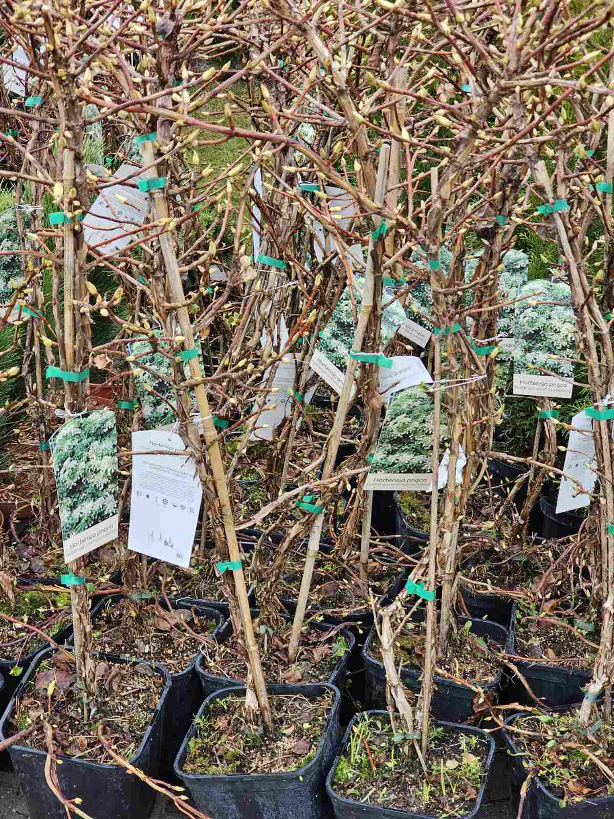 Hortenzija laipiojančioji (Hydrangea anomala petiolaris)