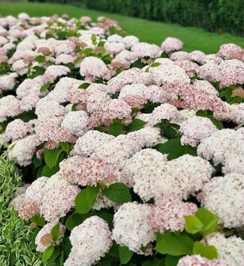 Hortenzija šviesioji (Hydrangea arborescens) 'Candybelle Marshmallow’
