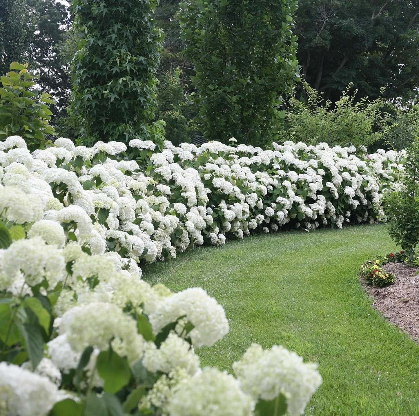 Hortenzija šviesioji (Hydrangea arborescens) 'Strong Annabelle'