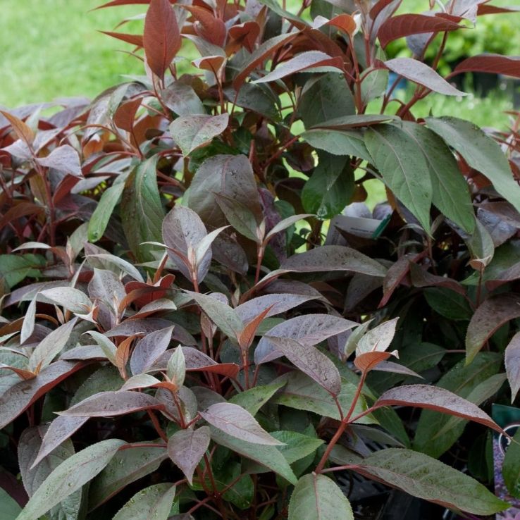 Hortenzija šiurkščioji (Hydrangea aspera) 'Hot Chocolate'