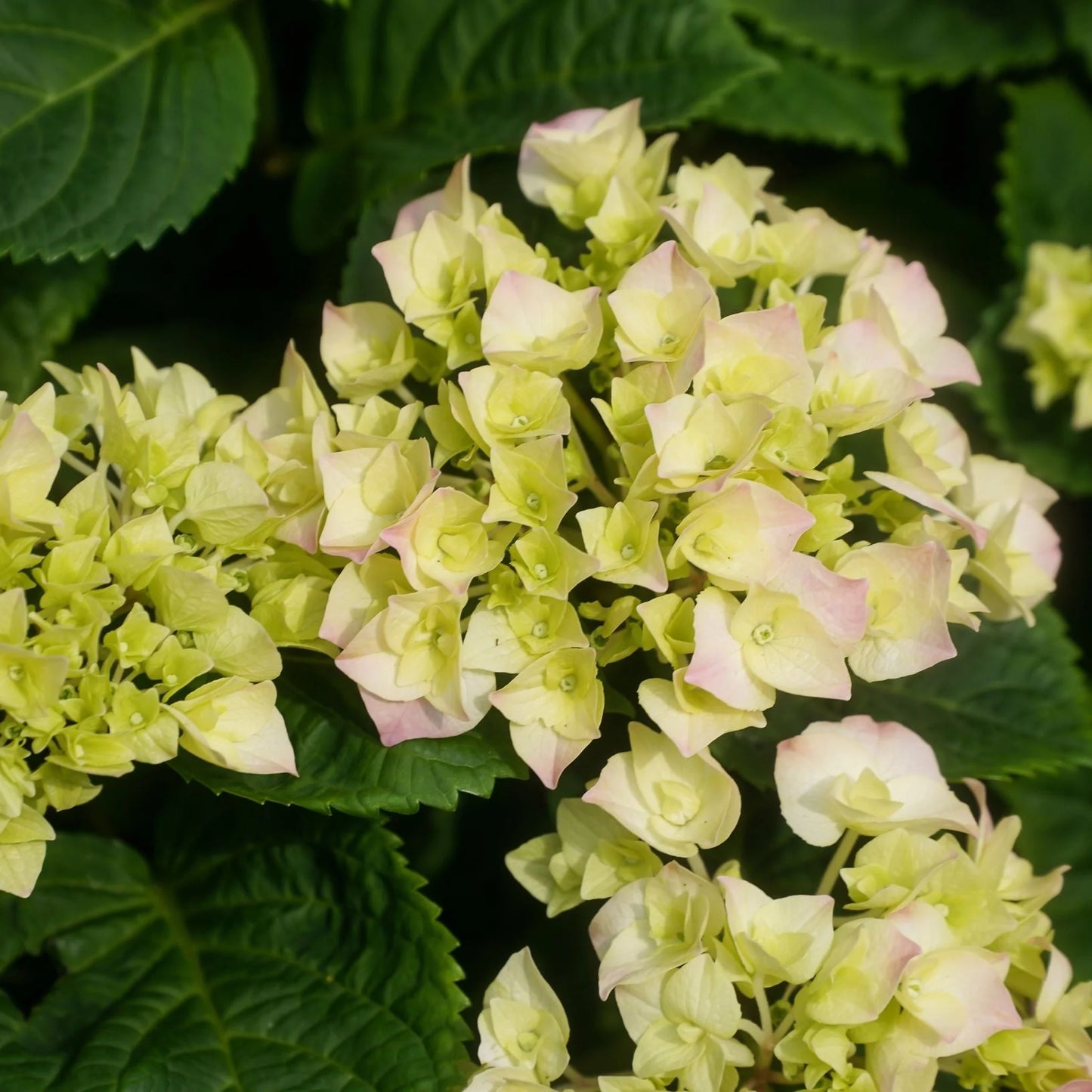 Hortenzija didžialapė (Hydrangea macrophylla) 'Caipirinha'