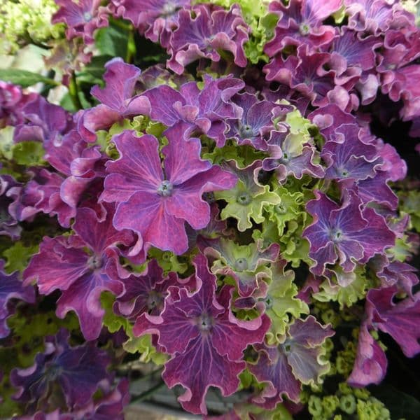 Hortenzija didžialapė (Hydrangea macrophylla) 'Curly Sparkle Purple'