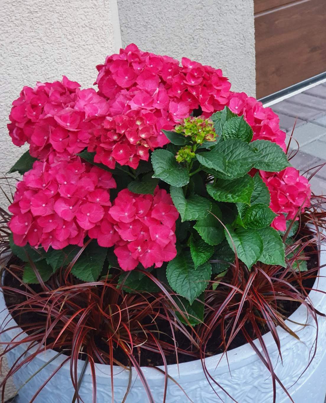 Hortenzija didžialapė (Hydrangea macrophylla) 'Hot Red'
