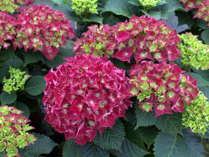 Hortenzija didžialapė (Hydrangea macrophylla) 'Royal Red'