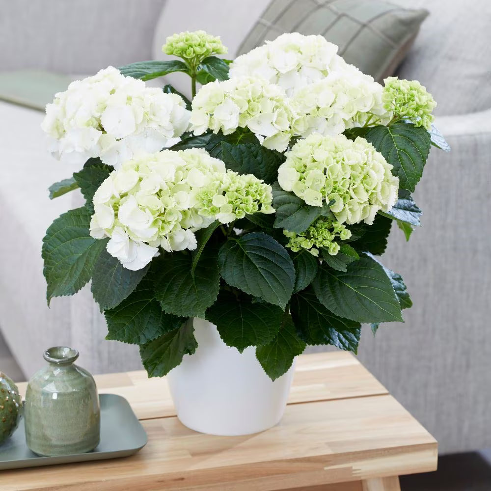 Hortenzija didžialapė (Hydrangea macrophylla) 'Schneeball'