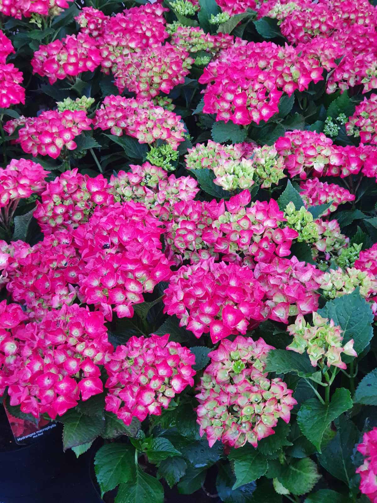 Hortenzija didžialapė (Hydrangea macrophylla) 'Speedy Red'