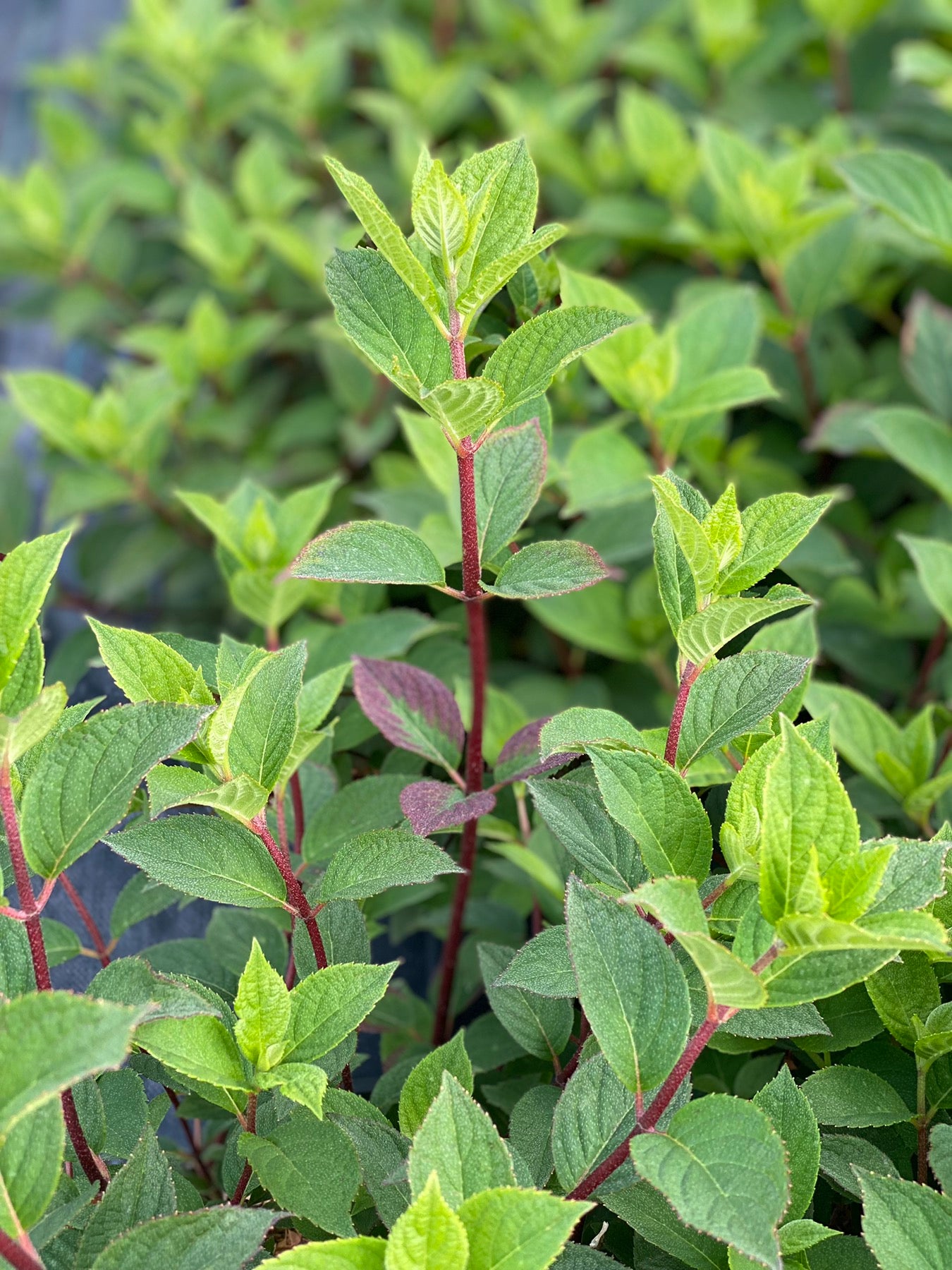 Hortenzija šluotelinė (Hydrangea paniculata) Framboisine 'Rensam' (SAMARSKAYA LIDIJA)