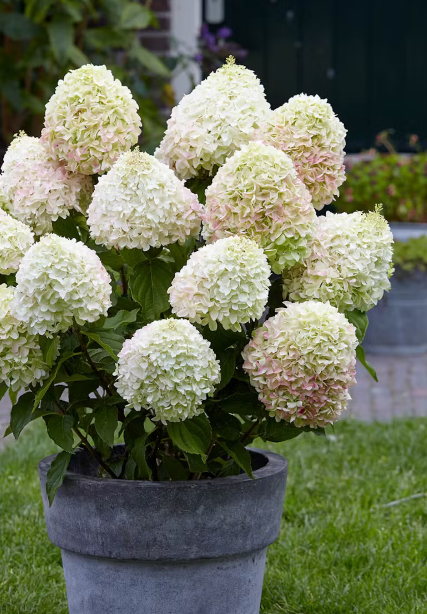 Hortenzija šluotelinė (Hydrangea paniculata) Living 'Candy Love'