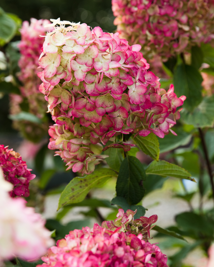 Hortenzija šluotelinė (Hydrangea paniculata) Living 'Colourful Cocktail'