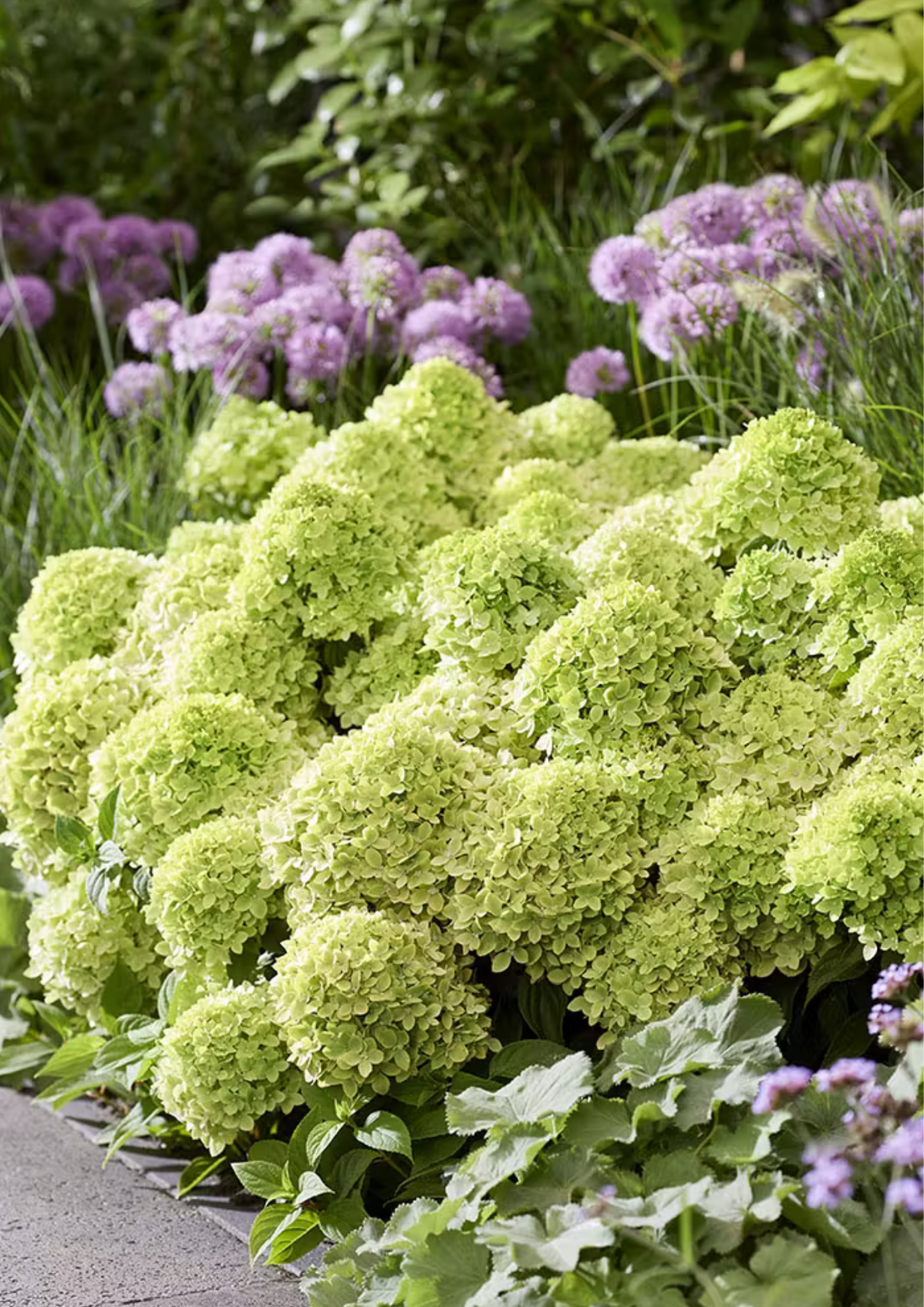 Hortenzija šluotelinė (Hydrangea paniculata) Living 'Little Apple'