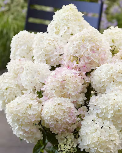 Hortenzija šluotelinė (Hydrangea paniculata) Living 'Little Rosy'