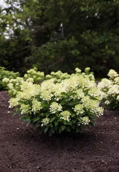Hortenzija šluotelinė (Hydrangea paniculata) Living 'Milk & Honey'