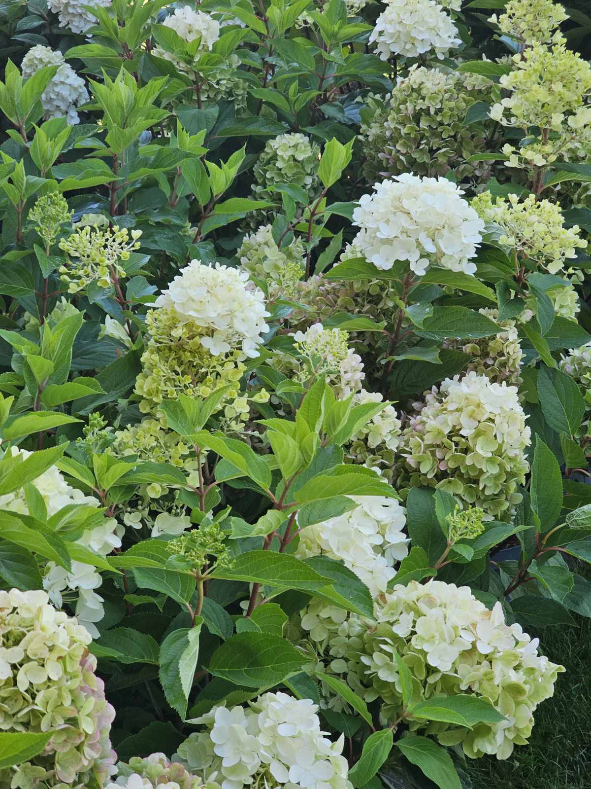 Hortenzija šluotelinė (Hydrangea paniculata) Living 'Milk & Honey'