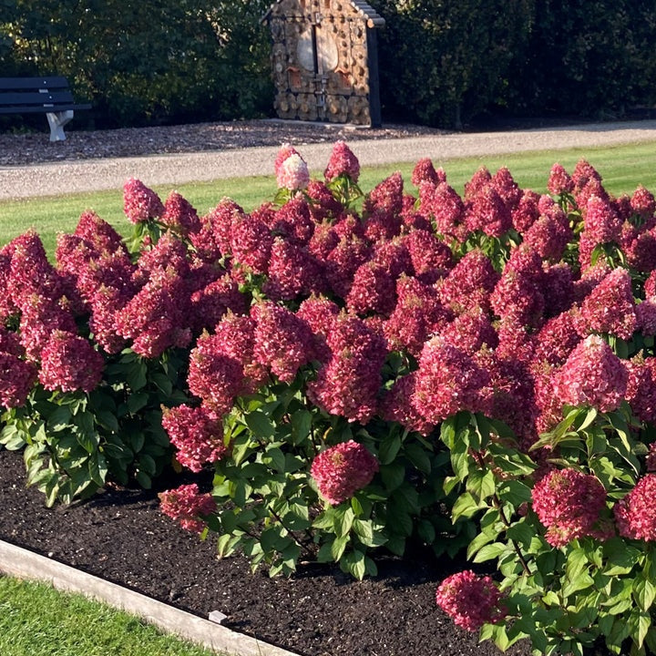 Hortenzija šluotelinė (Hydrangea paniculata) Living 'Pinky Promise'