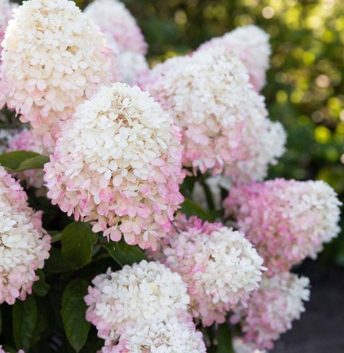 Hortenzija šluotelinė (Hydrangea paniculata) Living 'Raspberry Pink'