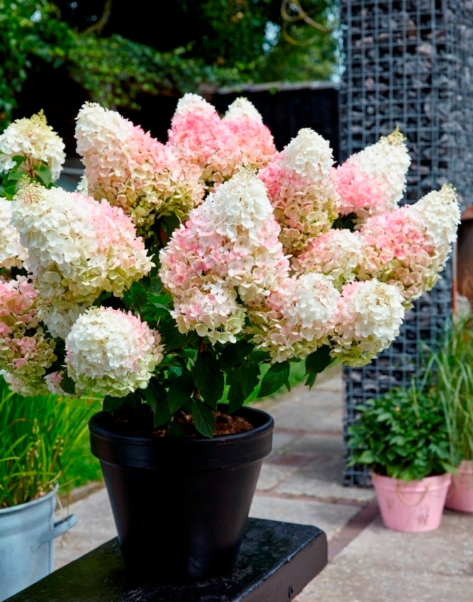 Hortenzija šluotelinė (Hydrangea paniculata) Living 'Strawberry Blossom'