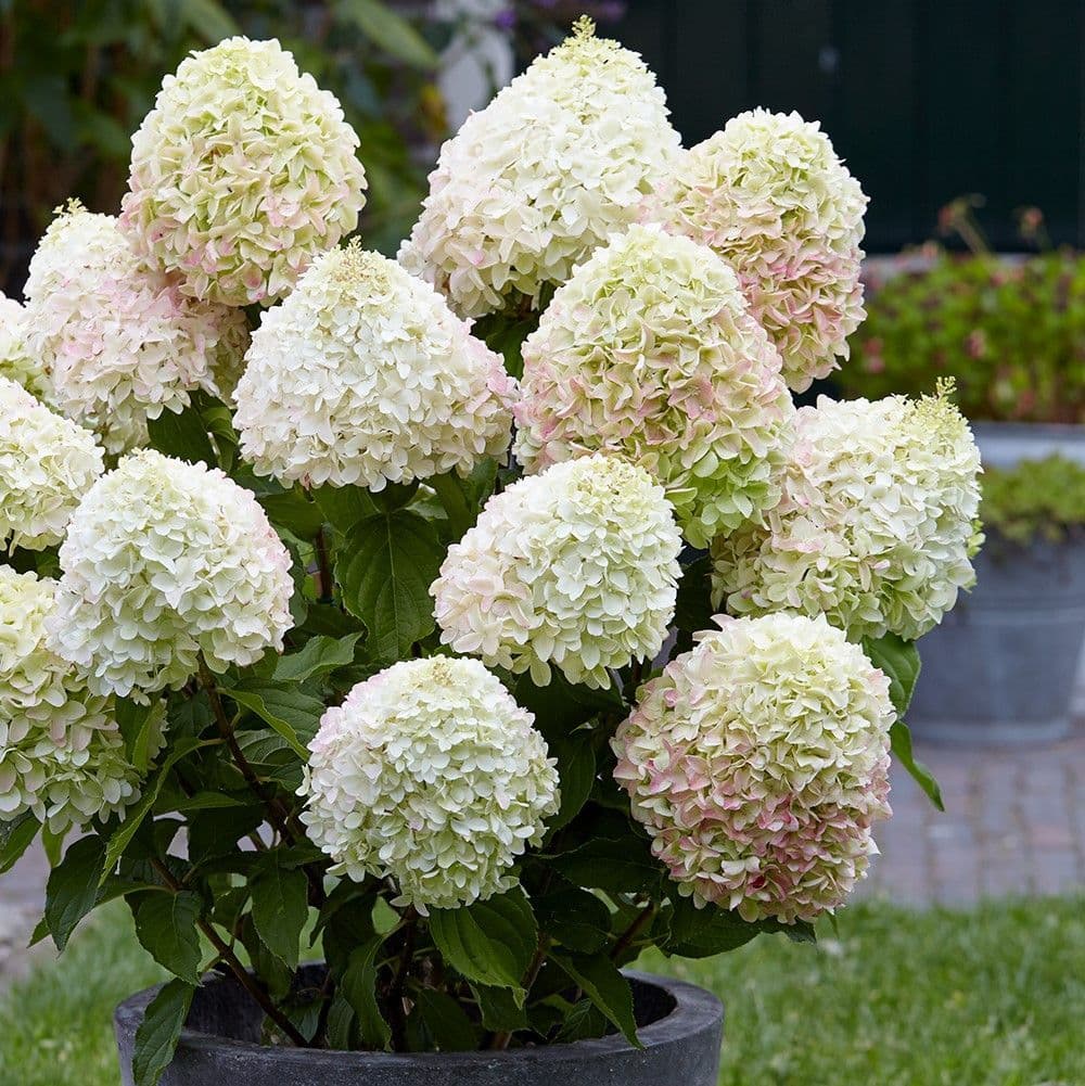 Hortenzija šluotelinė (Hydrangea paniculata) Living 'Summer Love'