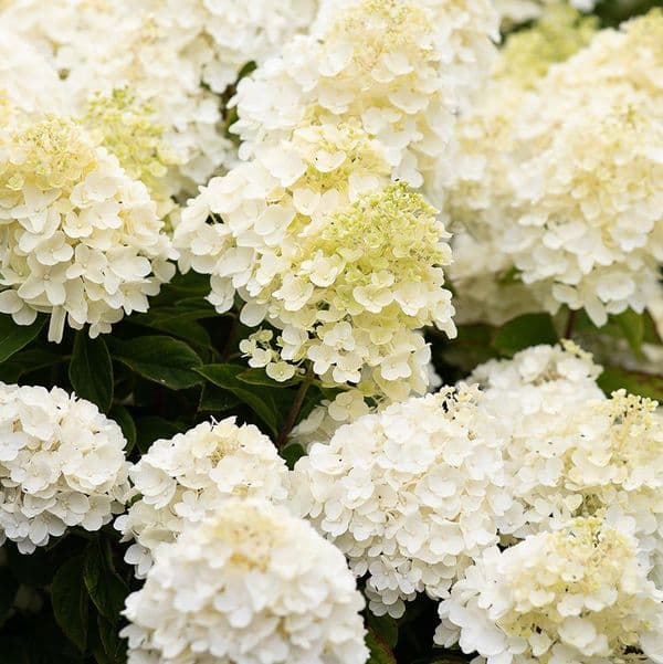 Hortenzija šluotelinė (Hydrangea paniculata) Living 'Summer Snow'