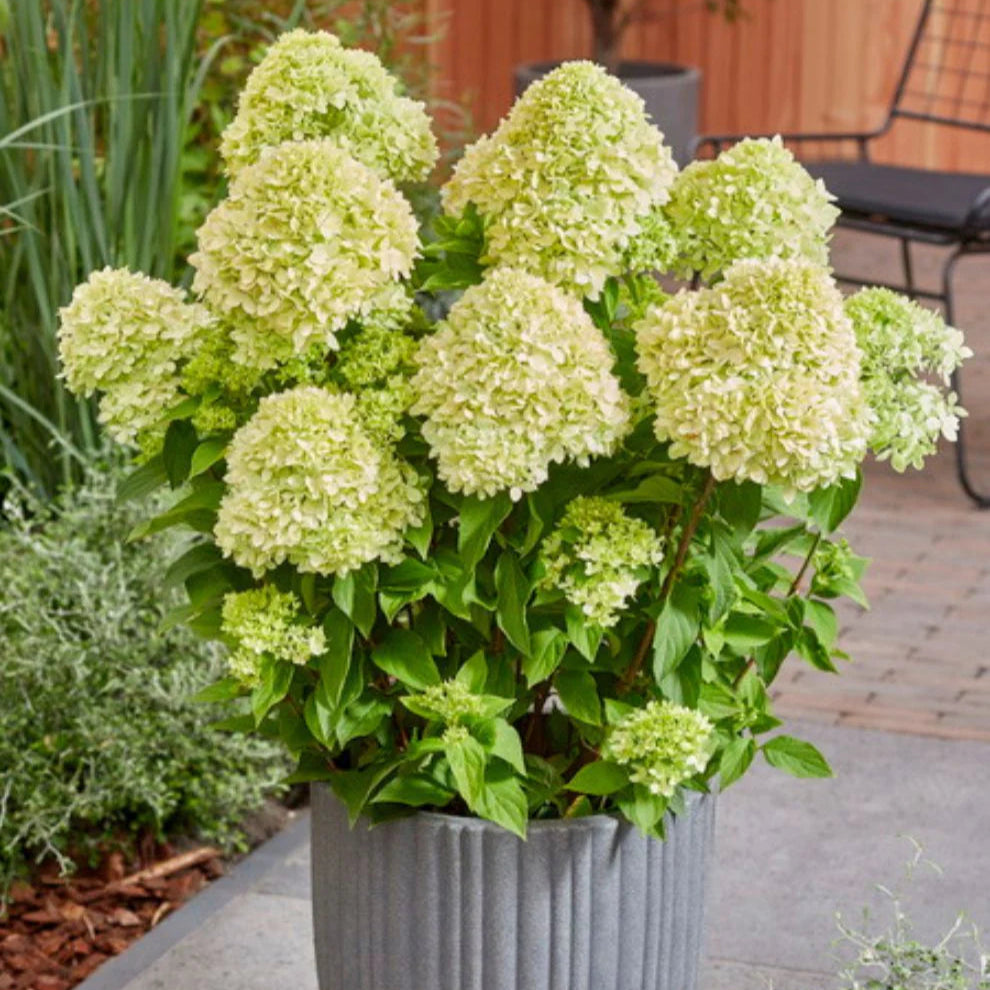 Hortenzija šluotelinė (Hydrangea paniculata) 'Bee Green'