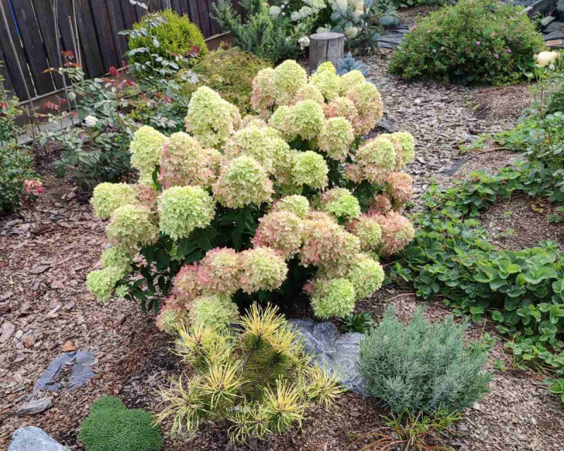 Hortenzija šluotelinė (Hydrangea paniculata) 'Bee Green'