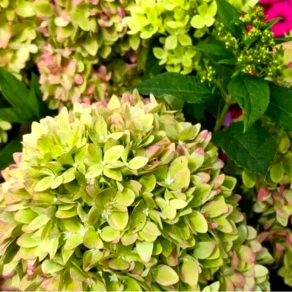 Hortenzija šluotelinė (Hydrangea paniculata) 'Bee Green'