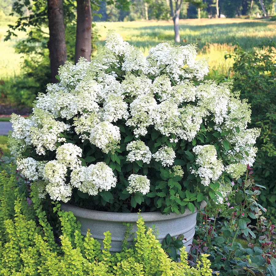 Hortenzija šluotelinė (Hydrangea paniculata) 'Bobo'