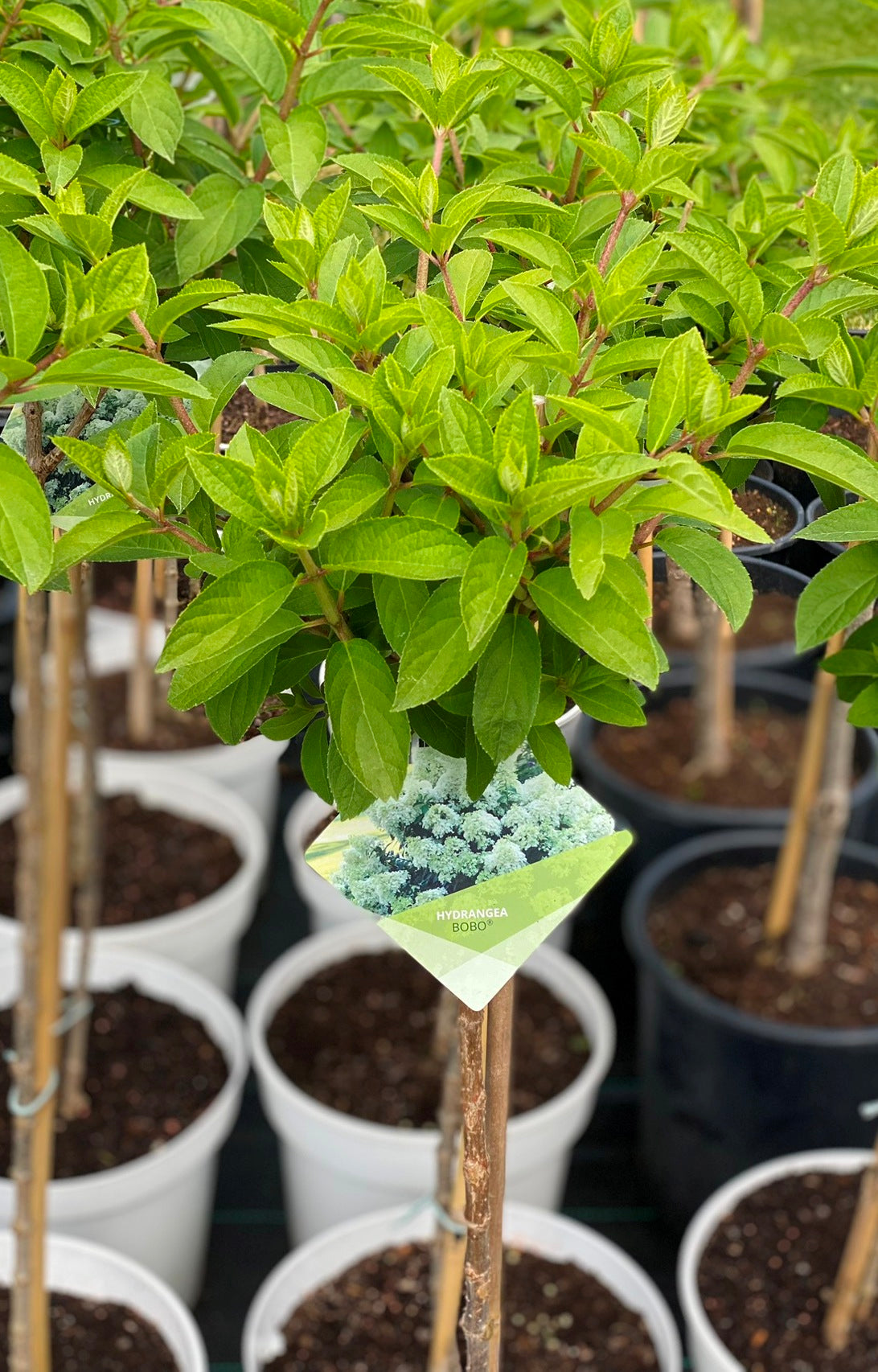 Stiebinė šluotelinė hortenzija (Hydrangea paniculata) 'Bobo' Pa