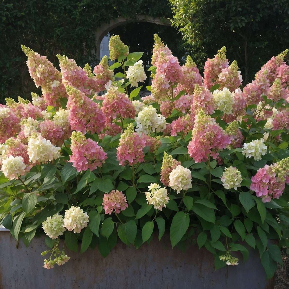 Hortenzija šluotelinė (Hydrangea paniculata) 'Candlelight'