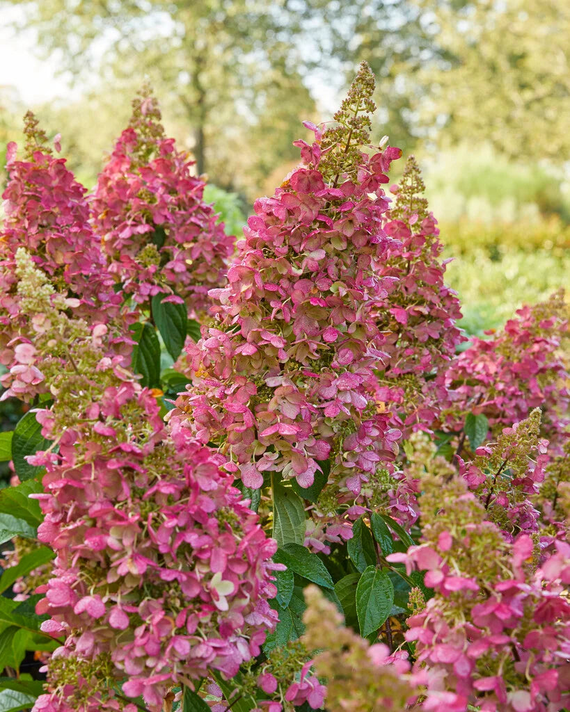 Stiebinė šluotelinė hortenzija (Hydrangea paniculata) 'Candlelight' Pa