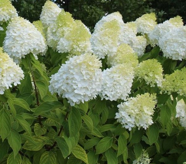 Stiebinė šluotelinė hortenzija (Hydrangea paniculata) 'Diamantino' Pa